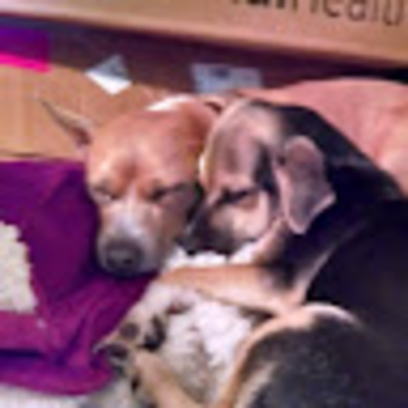 Meet your Posher, Sheila - Picture 1 of 1